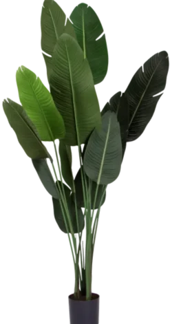 Banantre innendørs 208cm