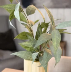 Eucalyptus 99cm
