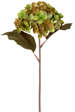 Hortensia grønn/brun 43cm