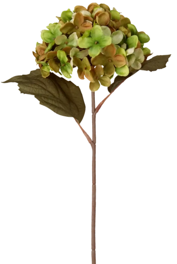 Hortensia grønn/brun 43cm