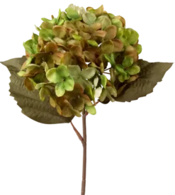 Hortensia grønn/brun 43cm