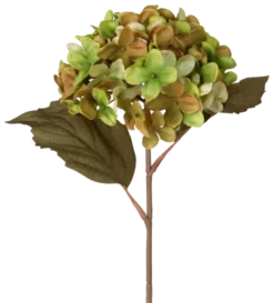 Hortensia grønn/brun 43cm