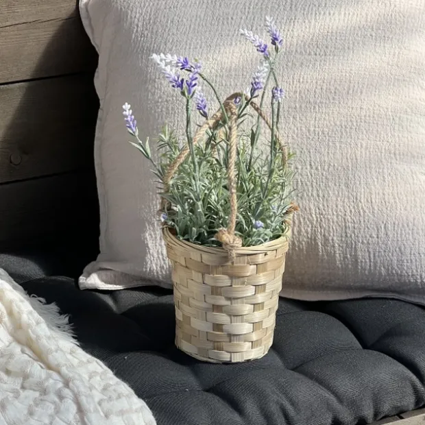 Lavendel med potte
