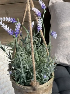Lavendel med potte