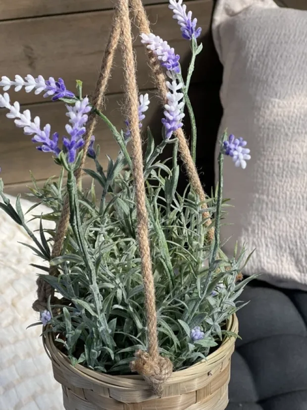 Lavendel med potte