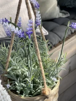 Lavendel med potte
