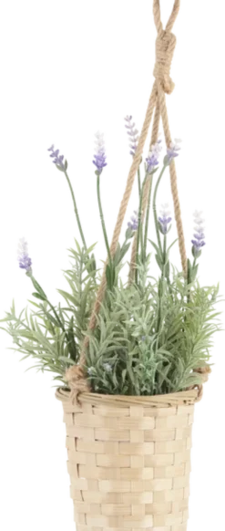 Lavendel med potte