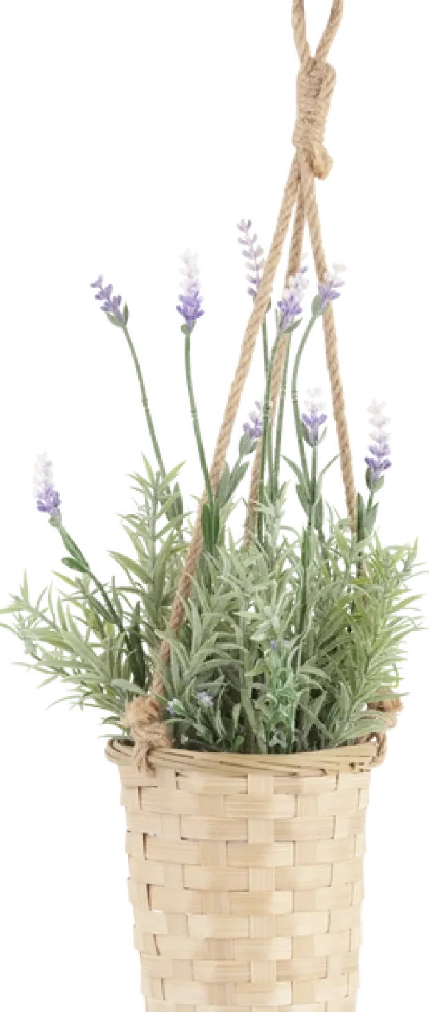 Lavendel med potte