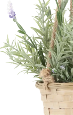 Lavendel med potte