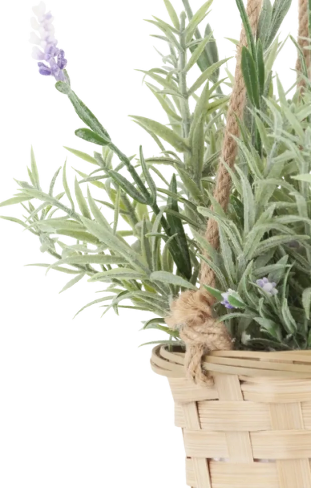 Lavendel med potte